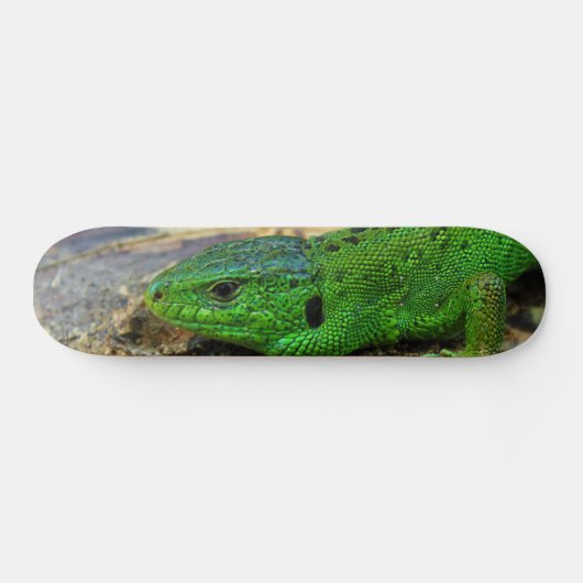 Sand-Eidechsemännlicher Lacerta Agilis Skateboard (Horizontal)