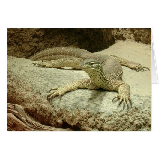Sand Goanna (Vorderseite (Horizontal))