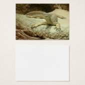 Sand Goanna (Vorne & Hinten)