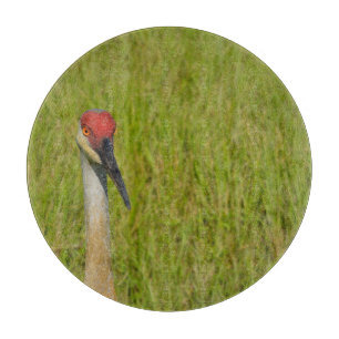 Sand Hill Crane Bird Nature Wildlife Fotograf Schneidebrett
