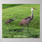 Sand Hill Cranes Poster (Vorne)