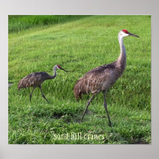 Sand Hill Cranes Poster (Vorne)