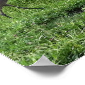 Sand Hill Cranes Poster (Ecke)