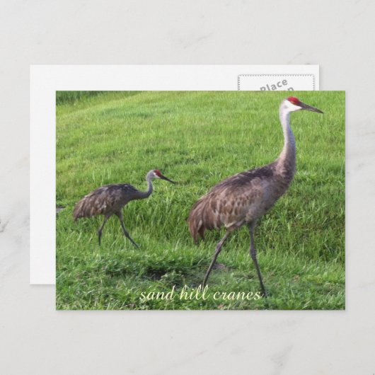 Sand-Hügel streckt Postkarte (Vorne/Hinten)