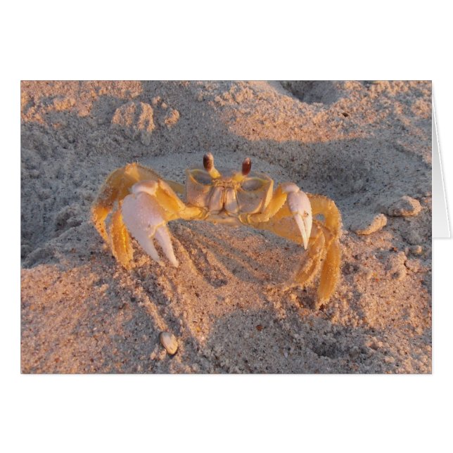 Sand-Krabbe (Vorderseite (Horizontal))