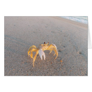 Sand-Krabben-Tanz
