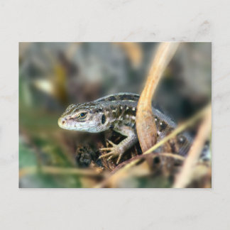 Sand Lizard Postkarte