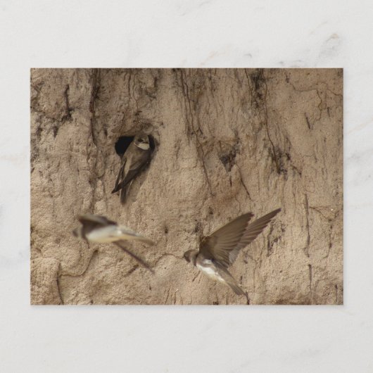 Sand-Martin-Postkarte Postkarte (Vorderseite)