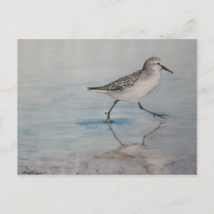 Sand Piper Bird Art Postkarte