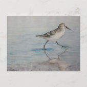 Sand Piper Bird Art Postkarte (Vorderseite)