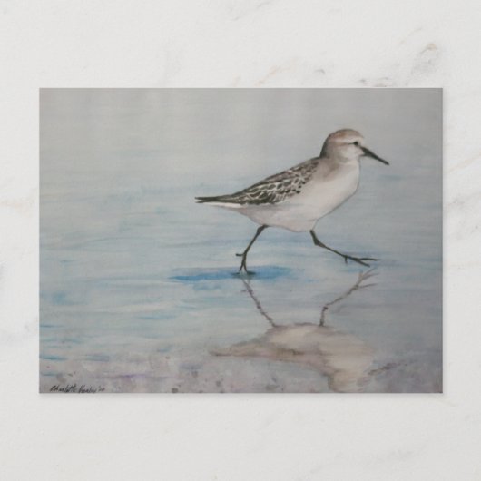 Sand Piper Bird Art Postkarte (Vorderseite)