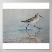 Sand Piper Bird Art Print Poster (Vorne)
