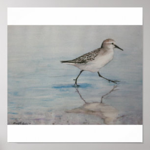 Sand Piper Bird Art Print Poster