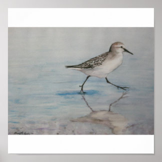 Sand Piper Bird Art Print Poster