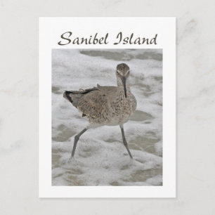 Sand Piper Sanibel Island Postcard Postkarte
