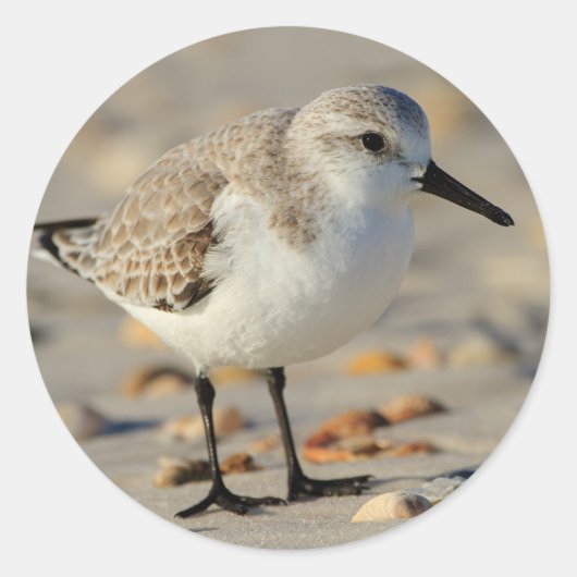 Sand Piper und Seashells Runder Aufkleber (Vorderseite)