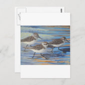 Sand Pipers Postkarte (Vorne/Hinten)