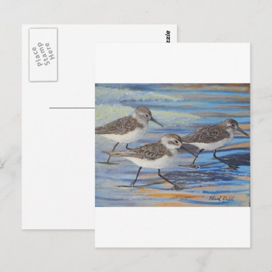 Sand Pipers Postkarte (Vorne/Hinten)