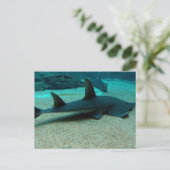 Sand Shark Postcard Postkarte (Stehend Vorderseite)