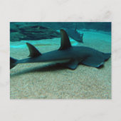 Sand Shark Postcard Postkarte (Vorderseite)