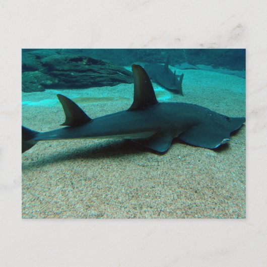 Sand Shark Postcard Postkarte (Vorderseite)