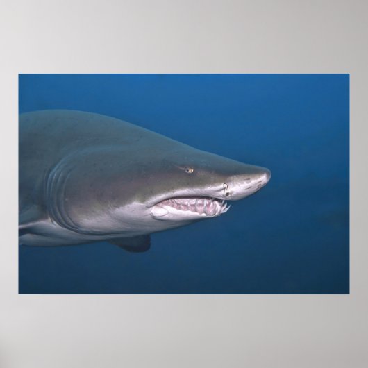 Sand Tiger Portrait Poster (Vorne)