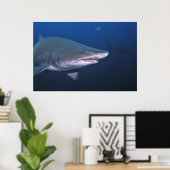 Sand Tiger Poster (Heimbüro)
