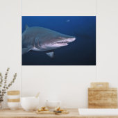 Sand Tiger Poster (Küche)