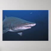 Sand Tiger Poster (Vorne)