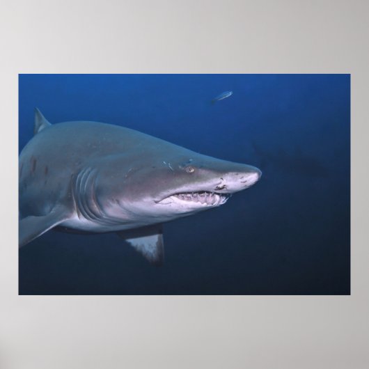 Sand Tiger Poster (Vorne)
