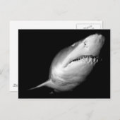 Sand Tiger Shark Postkarte (Vorne/Hinten)