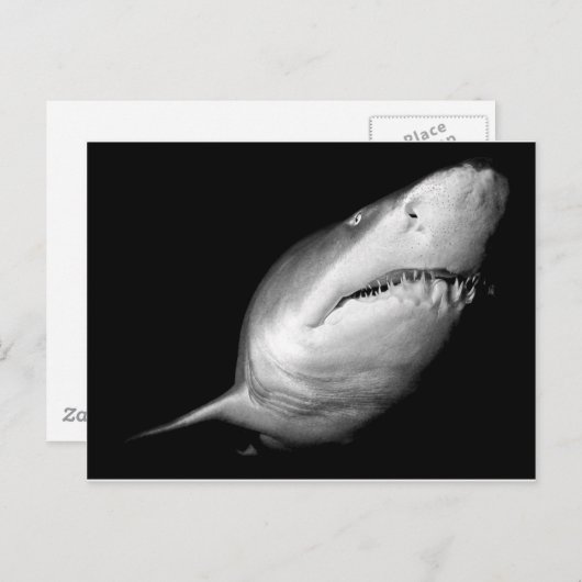 Sand Tiger Shark Postkarte (Vorne/Hinten)