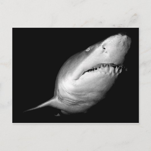 Sand Tiger Shark Postkarte (Vorderseite)
