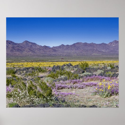 Sand Verbena & Desert Gold at Amboy Crater, CA, Poster (Vorne)