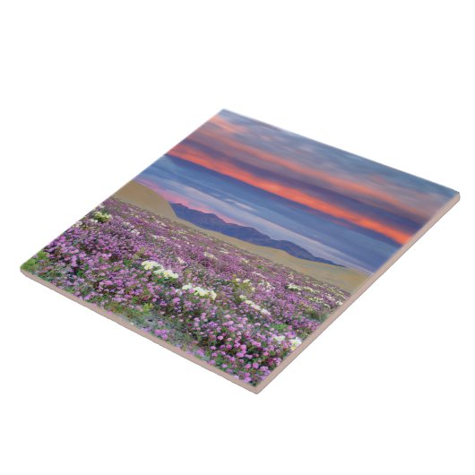 Sand Verbena & Dune Primrose Wildblumen bei Sunset Fliese (Seite)