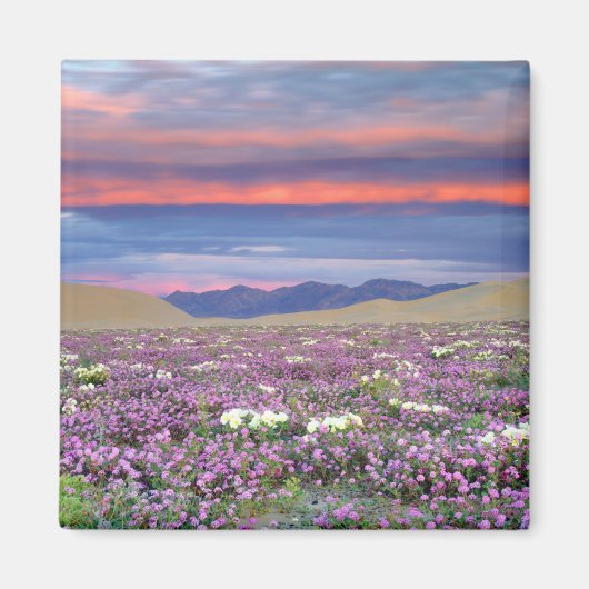 Sand Verbena & Dune Primrose Wildblumen bei Sunset Magnet (Vorne)