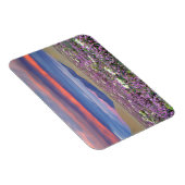 Sand Verbena & Dune Primrose Wildblumen bei Sunset Magnet (Rechte Seite)
