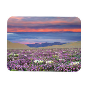 Sand Verbena & Dune Primrose Wildblumen bei Sunset Magnet