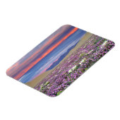 Sand Verbena & Dune Primrose Wildblumen bei Sunset Magnet (Linke Seite)