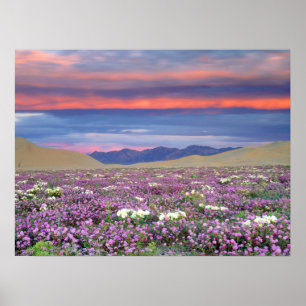 Sand Verbena & Dune Primrose Wildblumen bei Sunset Poster