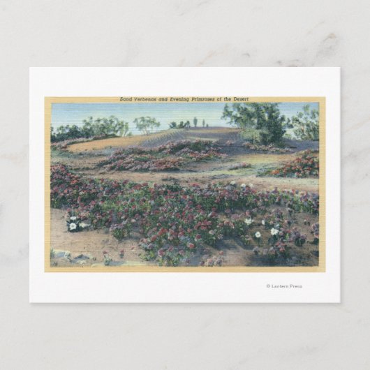Sand Verbenas und Wüste Abend Primroses Postkarte (Vorderseite)