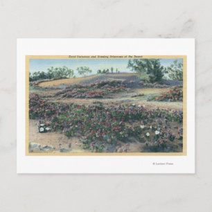 Sand Verbenas und Wüste Abend Primroses Postkarte