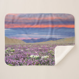Sand-Verbene und Sand-Théropie Wildblumen bei Sonn Sherpadecke
