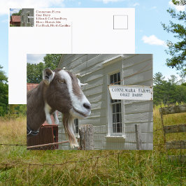 Sandburg Connemara Farms Goat Dairy Fotografic Postkarte