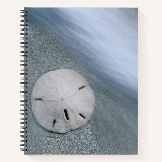 Sanddollar am Strand | Insel Sanibel, Florida Notizblock (Vorderseite)