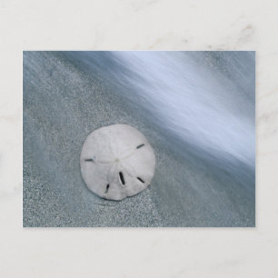 Sanddollar am Strand   Insel Sanibel, Florida Postkarte