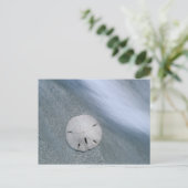 Sanddollar am Strand | Insel Sanibel, Florida Postkarte (Stehend Vorderseite)