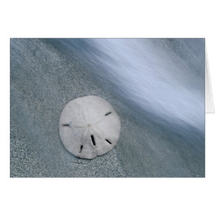Sanddollar am Strand Sanibel Island, Florida