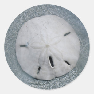 Sanddollar am Strand  Sanibel Island, Florida Runder Aufkleber