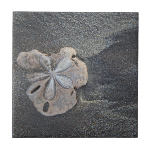 Sanddollar auf Sand Fliese
